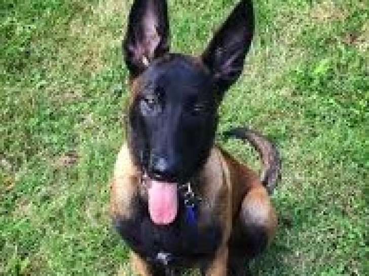 Chiot mâle Berger Malinois à vendre