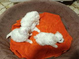Chiots Bichon Maltais à vendre