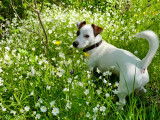 Mâle Jack Russell terrier pour saillie