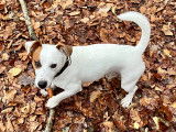 Mâle Jack Russell terrier pour saillie