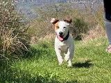 Mâle Jack Russell terrier pour saillie