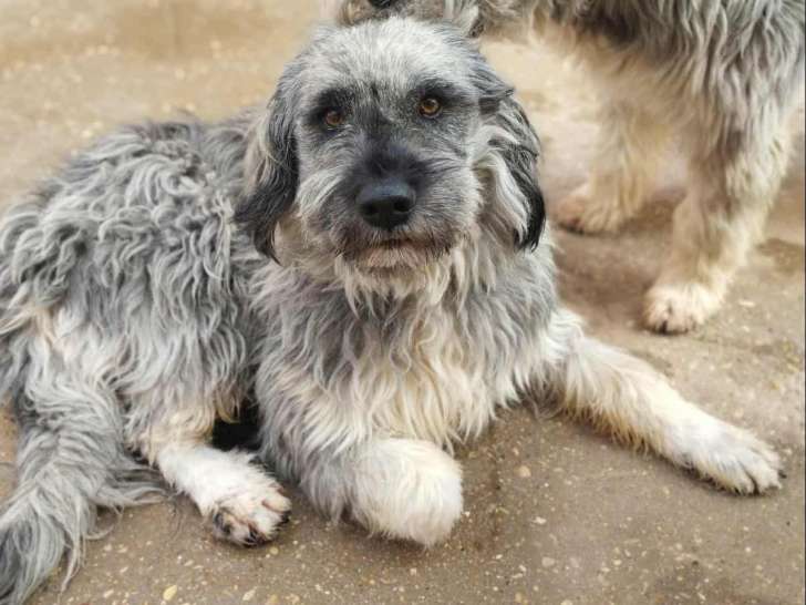 2 magnifiques Bergers Léonais à adopter