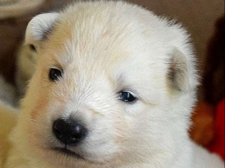 6 chiots Bergers Blancs Suisse LOF à réserver