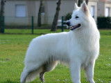 6 chiots Bergers Blancs Suisse LOF à réserver