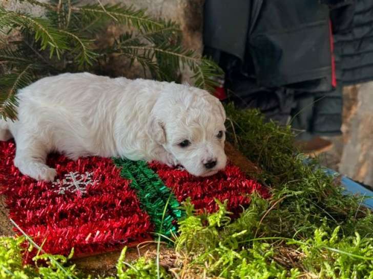 5 chiots Bichons Frisés LOF à réserver, nés en octobre 2025