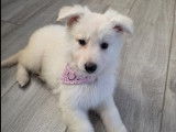 Adorable chiot Berger Blanc Suisse de 12 semaines à vendre