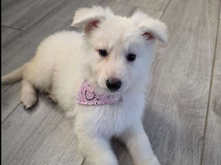 Adorable chiot Berger Blanc Suisse de 12 semaines à vendre