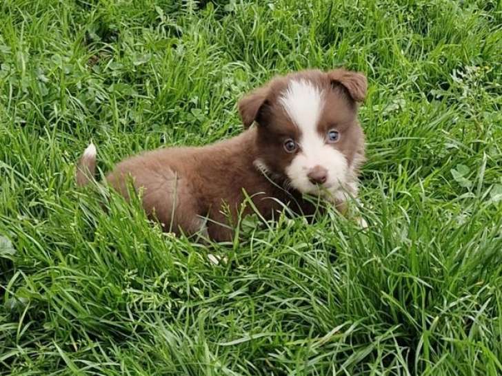 10 chiots Borders Collies LOF à réserver, nés en septembre 2025
