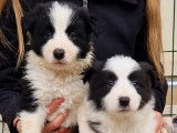 10 chiots Borders Collies LOF à réserver, nés en septembre 2025