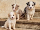 10 chiots Borders Collies LOF à réserver, nés en septembre 2025