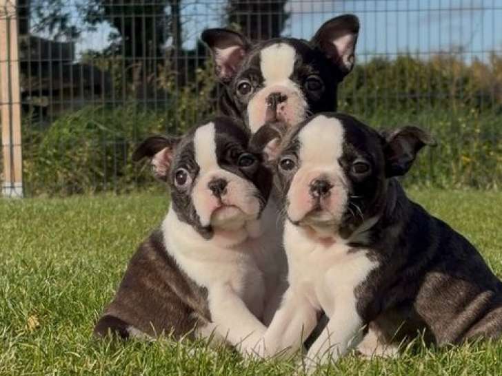 3 chiots Bostons Terriers LOF à réserver