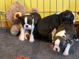 3 chiots Bostons Terriers LOF à réserver