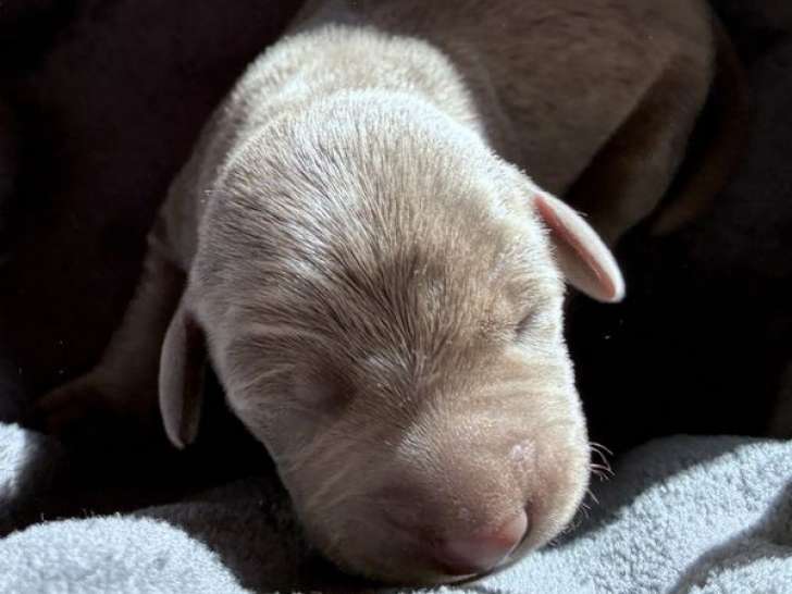 2 chiots Braques de Weimar LOF à réserver