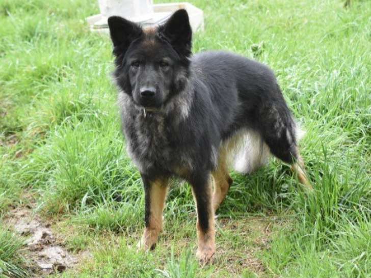 1 chienne Berger Allemand LOF à vendre, née en 2023