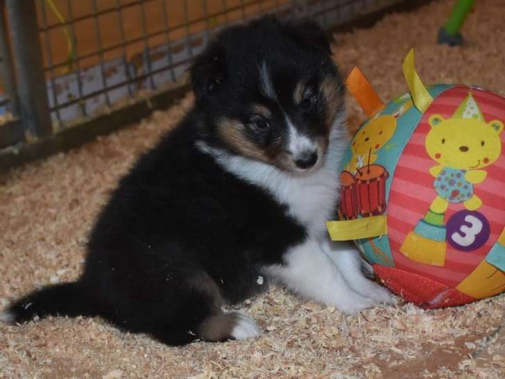 Des chiots Bergers des Shetland LOF à vendre