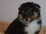 Des chiots Bergers des Shetland LOF à vendre