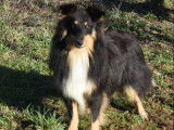 Des chiots Bergers des Shetland LOF à vendre