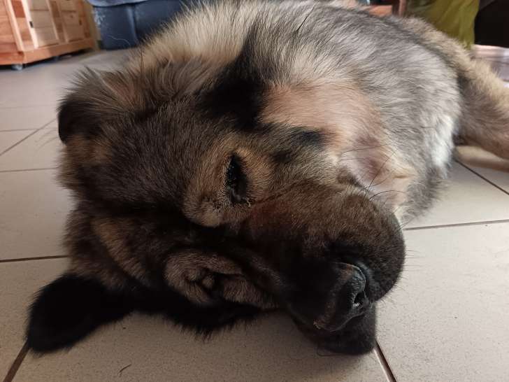 Mâle Berger Yougoslave disponible pour saillie