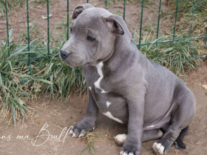 4 chiots mâles Staffordshire Bull Terriers LOF à réserver