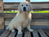 4 chiots Golden Retrievers LOF à vendre, nés en juillet 2025