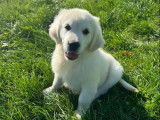 4 chiots Golden Retrievers LOF à vendre, nés en juillet 2025