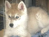 1 chiot mâle Pomsky non-LOF à vendre
