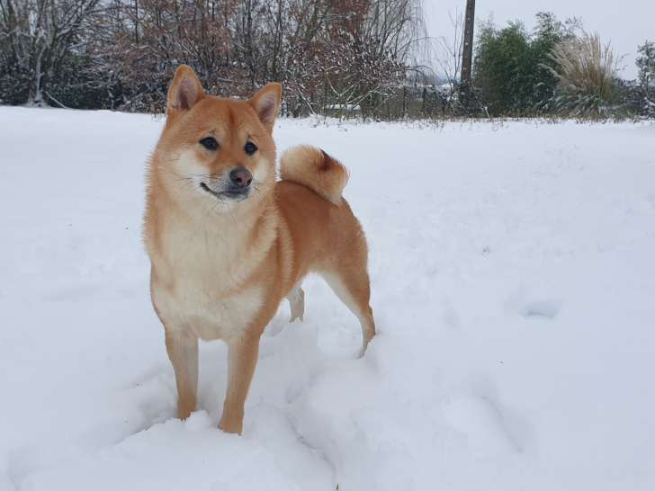Femelle Shiba Inu à vendre
