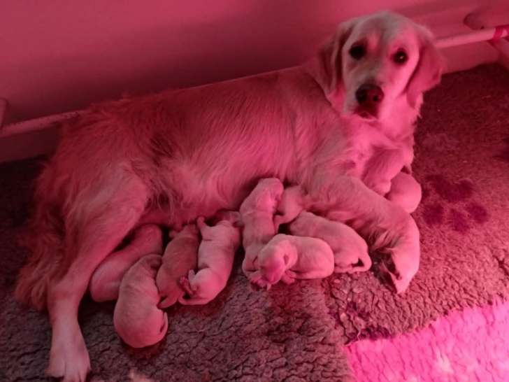 10 chiots Golden Retrievers LOF à réserver