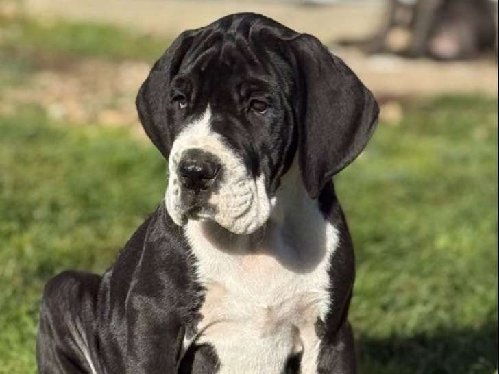 3 chiots femelles Dogues Allemands LOF à vendre