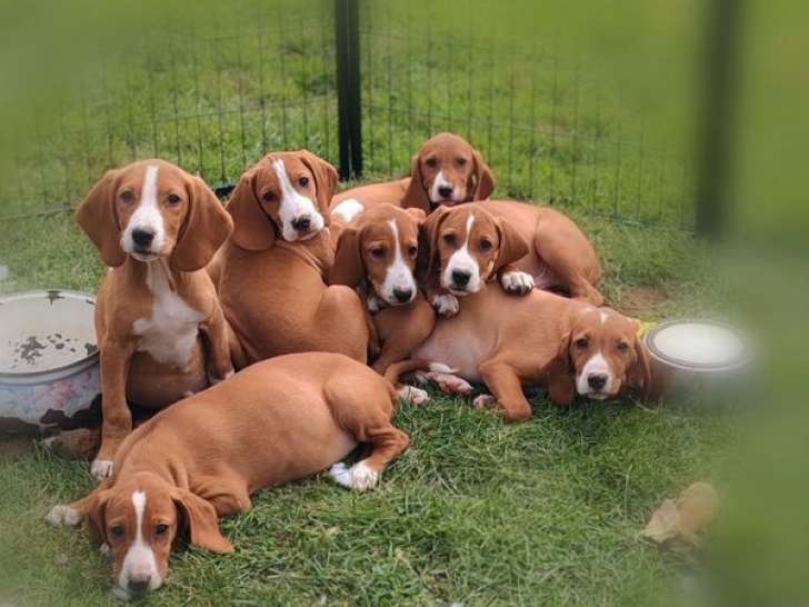 6 chiots Posavatz LOF à vendre
