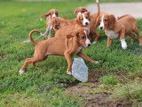6 chiots Posavatz LOF à vendre