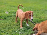 6 chiots Posavatz LOF à vendre