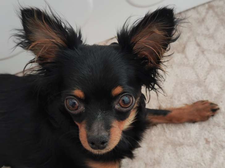 Magnifique chienne Chihuahua à vendre