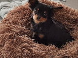 Magnifique chienne Chihuahua à vendre