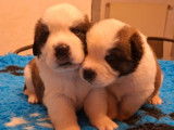10 chiots Saint Bernard LOF à réserver