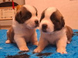 10 chiots Saint Bernard LOF à réserver
