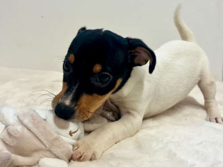 2 chiots Jack Russells Terriers non-LOF à vendre