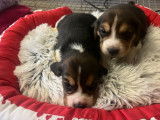 7 chiots Beagles LOF à réserver, nés en octobre 2025