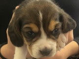 7 chiots Beagles LOF à réserver, nés en octobre 2025