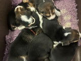 7 chiots Beagles LOF à réserver, nés en octobre 2025
