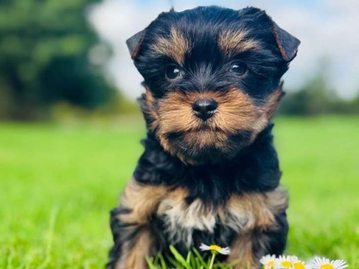 1 chiot mâle Yorkshire Terrier LOF à vendre