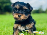 1 chiot mâle Yorkshire Terrier LOF à vendre