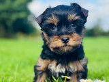1 chiot mâle Yorkshire Terrier LOF à vendre