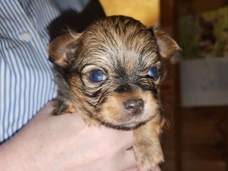 5 chiots Chihuahuas LOF à réserver