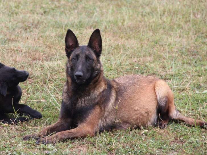 1 chien Berger Belge Malinois LOF à vendre, né en 2019