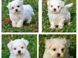 3 chiots mâles Bichon Maltais LOF à réserver