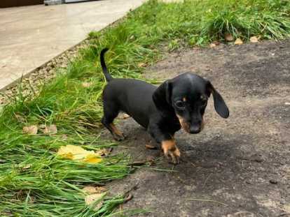 Femelle Teckel nain à vendre