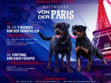 Chiots Rottweiller LOF à vendre
