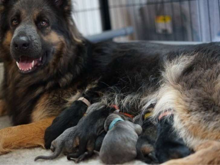 Des chiots Altdeutsche Schäferhunde LOF à réserver, nés en octobre 2025