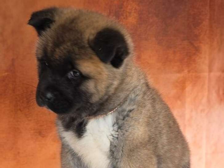 1 chiot mâle Akita Américain LOF à vendre